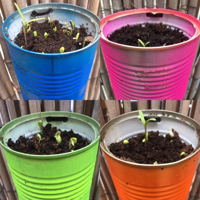 A montage of photos of neon blue, pink, green and orange cans with wildflower seedlings growing in them.