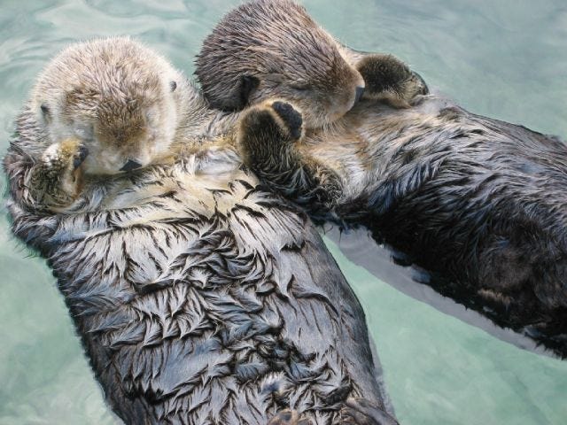 Otters Holding Hands