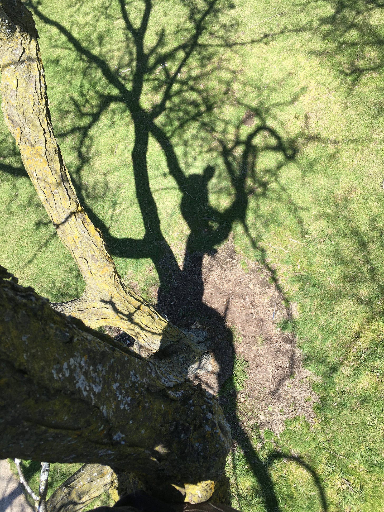 The ground, photographed from above. Shadows of free branches can be seen, as can the shadow of a human being (me).