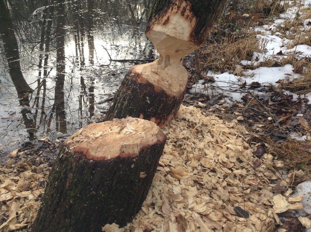 Beaver chewed tree with wood chips