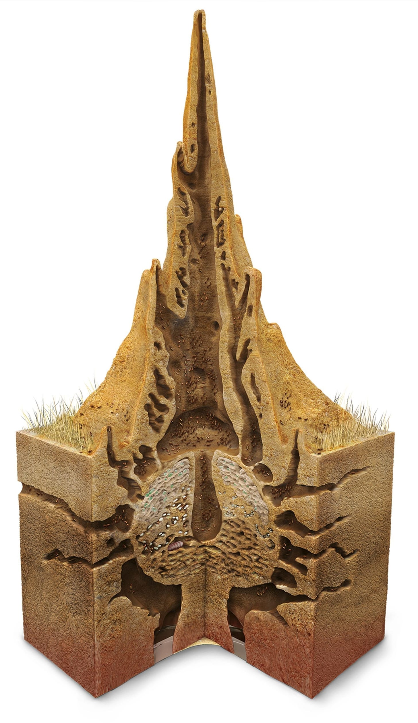 termite mound cross-section image