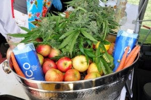 Cannabis for juicing