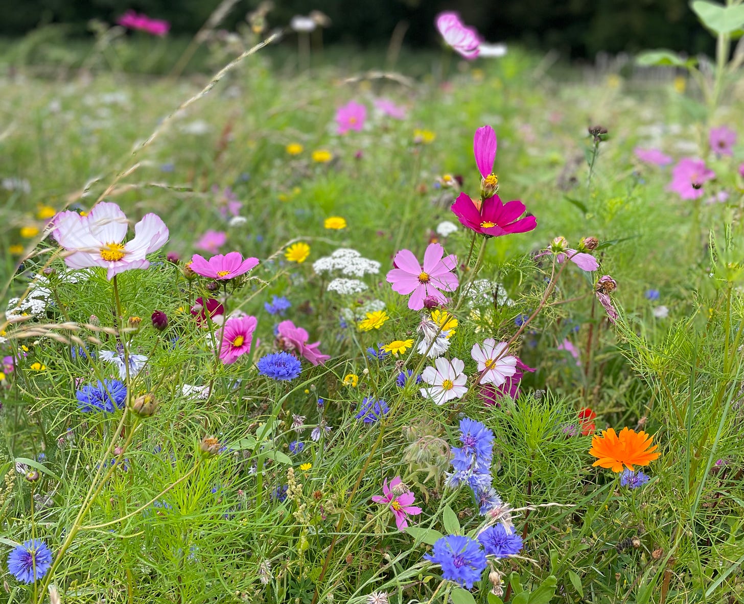 A field of pink, yellow, and white wildflowers 