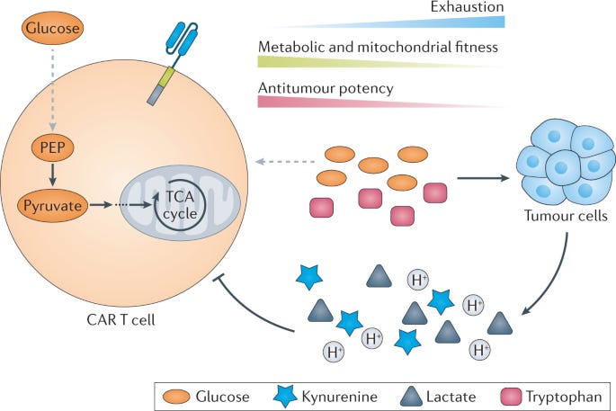 Navigating CAR-T cells through the solid-tumour microenvironment | Nature  Reviews Drug Discovery
