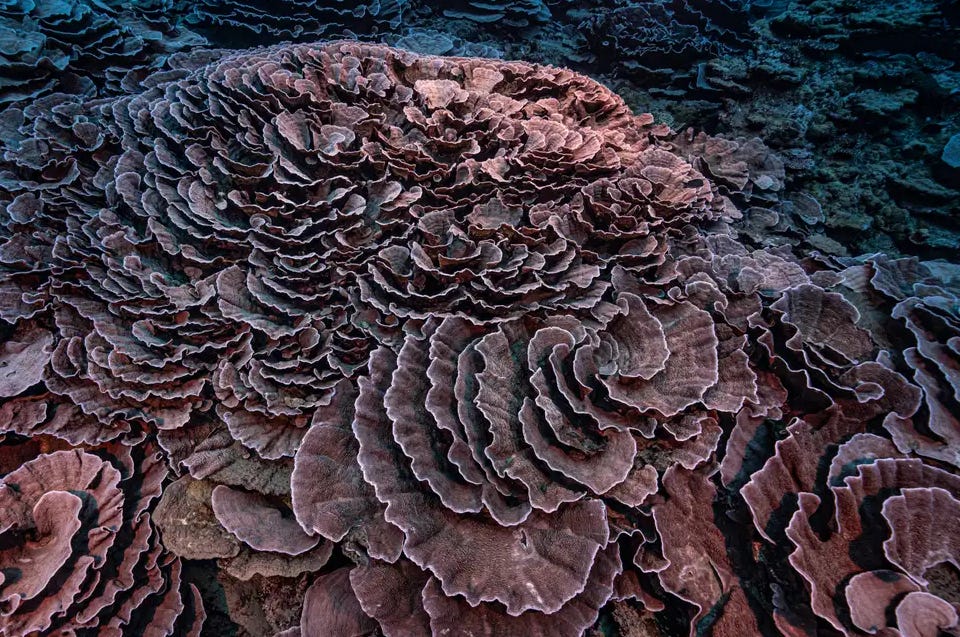 A photo of coral from a new deep-water reef discovered off the coast of Tahiti
