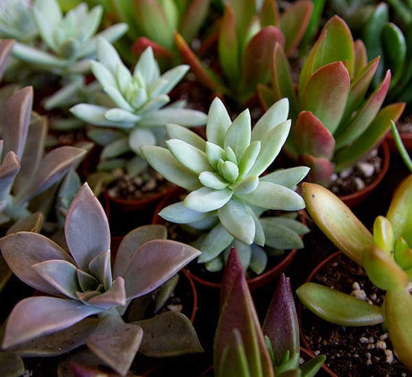 Succulents Assorted - Calloway's Nursery