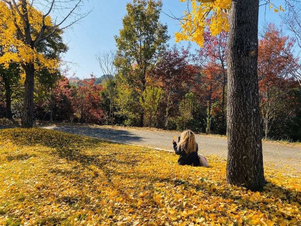 Autumn Views at Gyeongsangnam-do Arboretum Jinju, South Korea