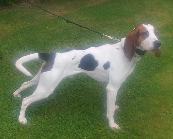 A dog on a leash

Description automatically generated with low confidence