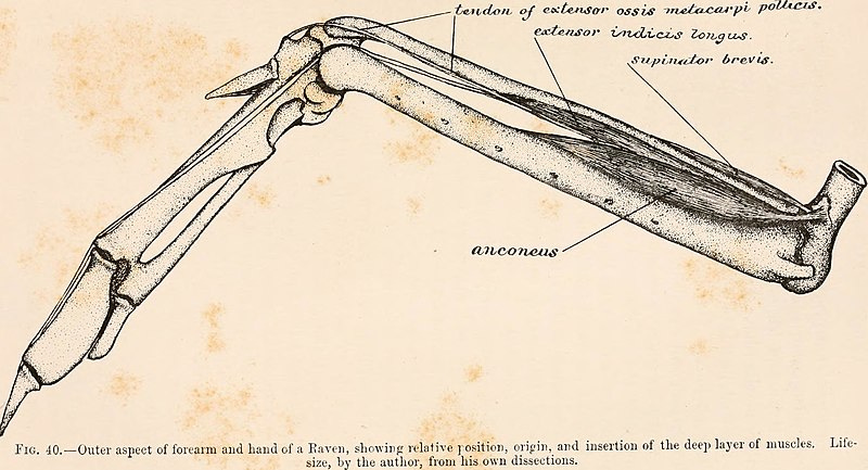 File:The myology of the raven (Corvus corax sinuatus.) A guide to the study of the muscular system in birds (1890) (14771540803).jpg