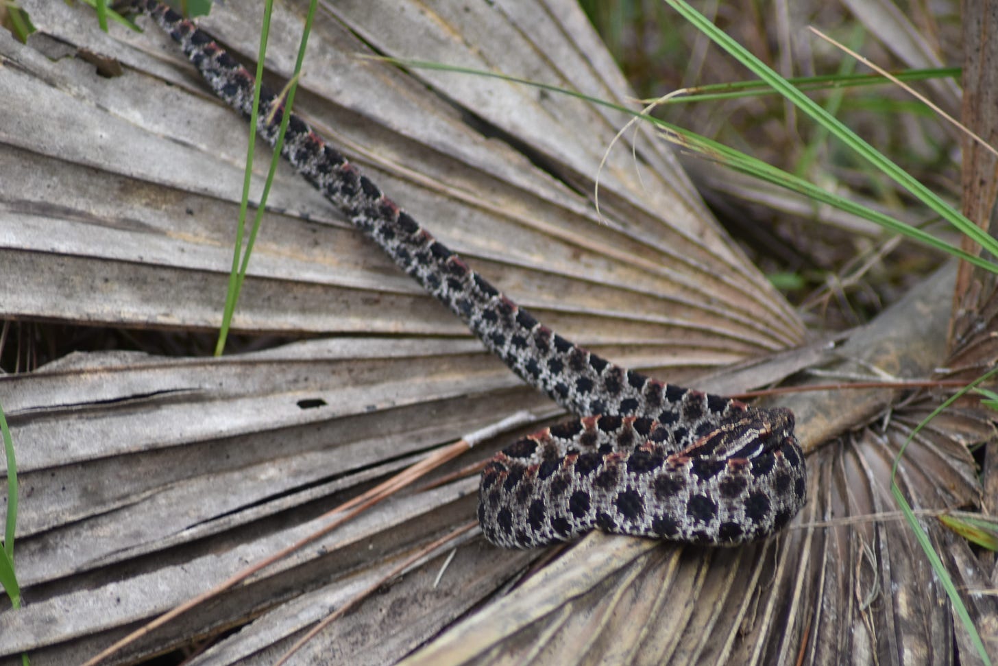 Dusky Pygmy Rattlesnake on Palm Frond