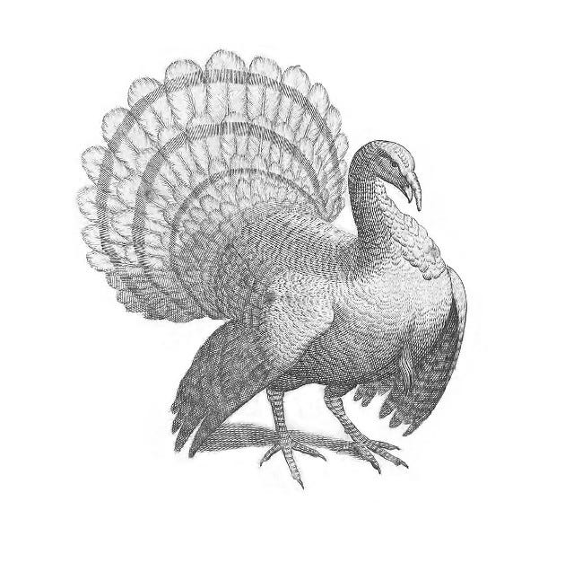 Turkey, Willughby's Ornithology, 1678
