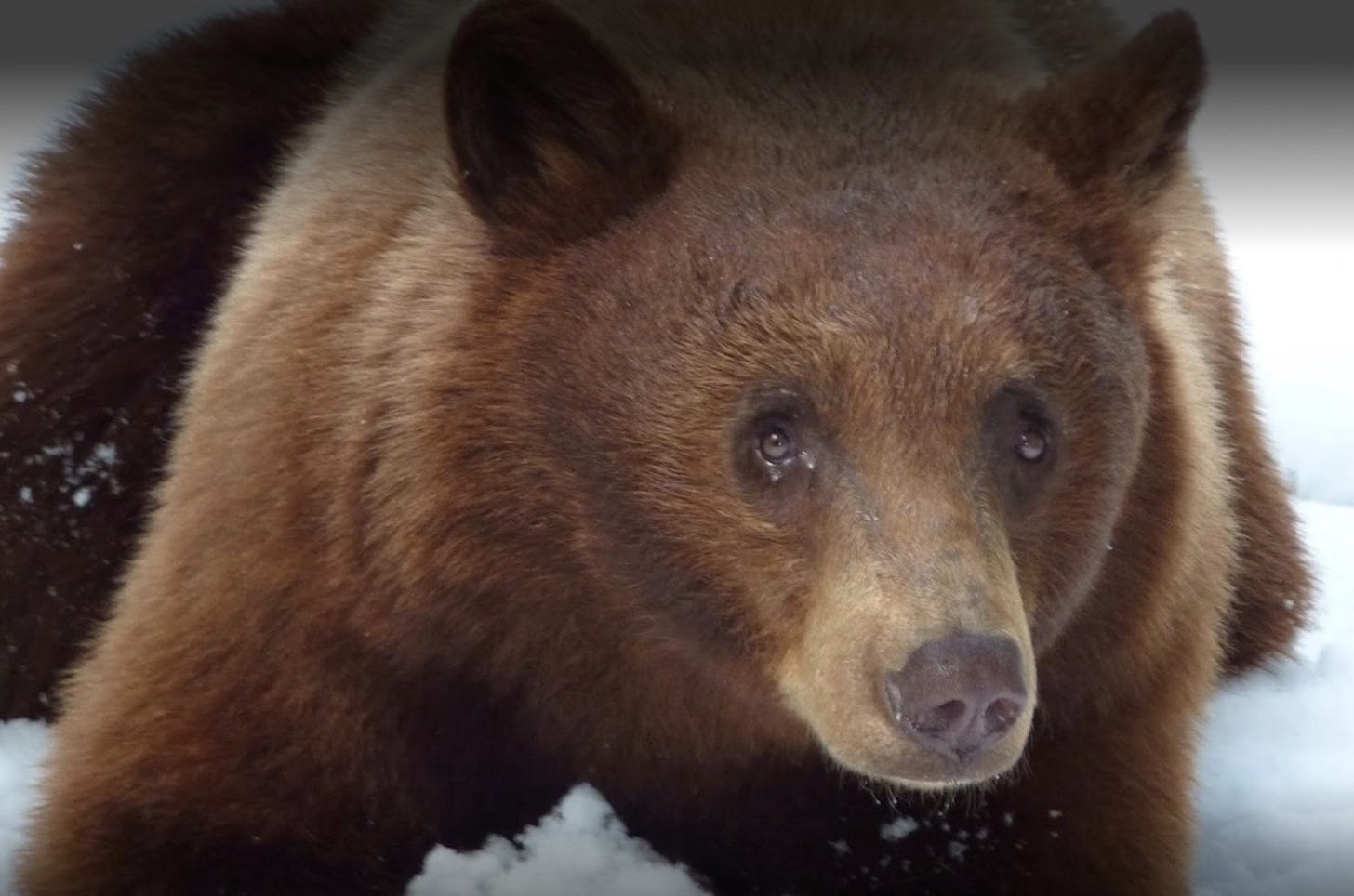 A brown-tinged black bear wades through deep snow.