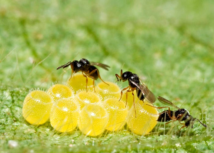 RR Rufino - Inimigas naturais importantes, vespinhas parasitam ovos que dariam origem às lagartas.