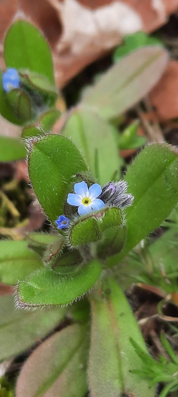 A tiny pale blue flower peaking out from green leaves.