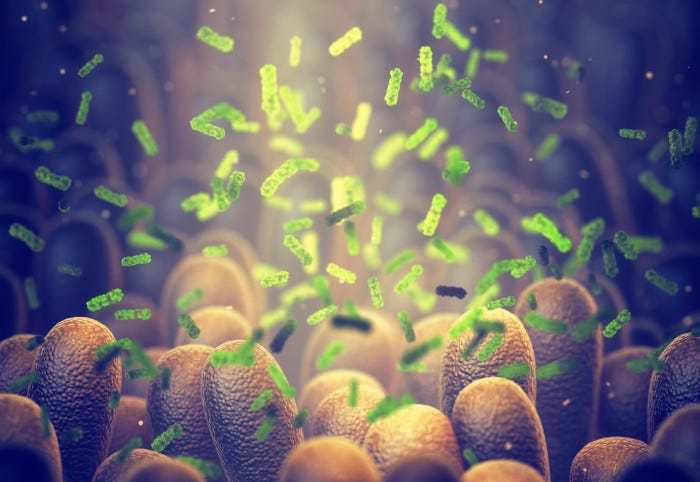 Illustration of small green bacteria surrounding the lining of the intestines
