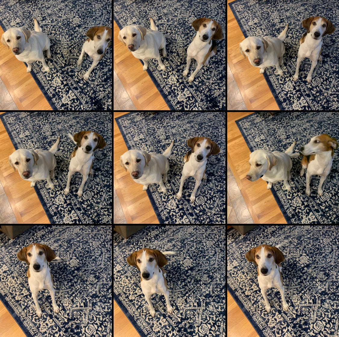 Nine photos (three rows of three) make a collage. In the first two rows, a yellow Labrador retriever and a brown, black and white American Foxhound pose for photos while sitting on a blue and white rug. Sometimes they're not looking at the camera. In the third row, the Labrador retriever is gone and only the Foxhound remains.