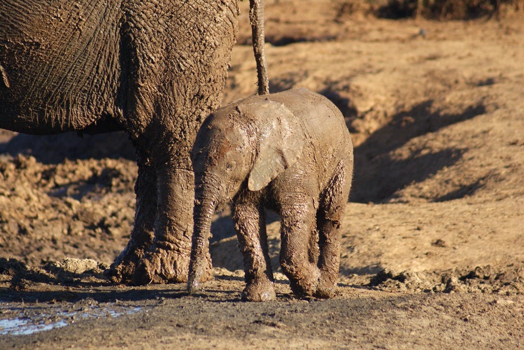 elephant calf covered in mud