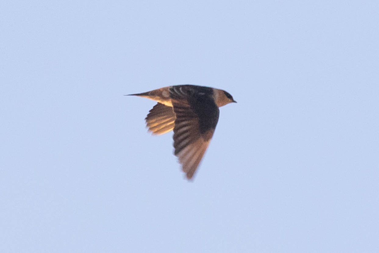 a songbird with long pointy wings and a tiny beak with a pale orange throat, blue-ish back and wings and rusty pointy tail, flying in backlit light against a pastel blue morning sky