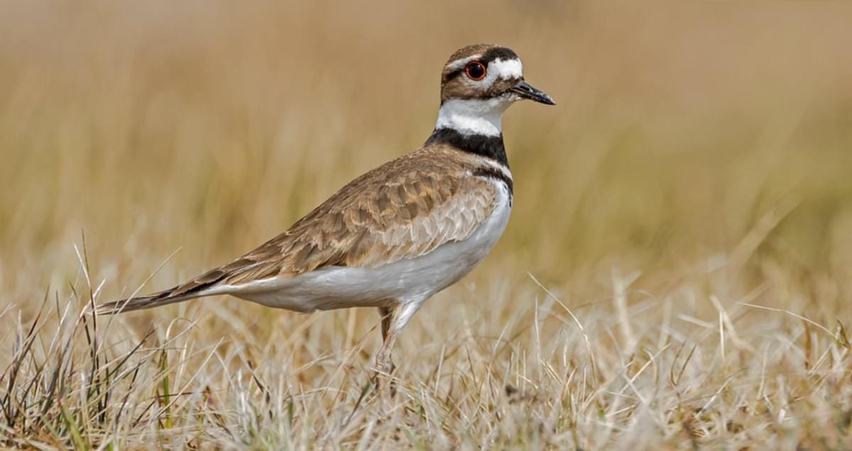 Killdeer Overview, All About Birds, Cornell Lab of Ornithology