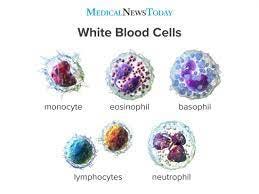 White blood cells: Function, ranges, types, and more