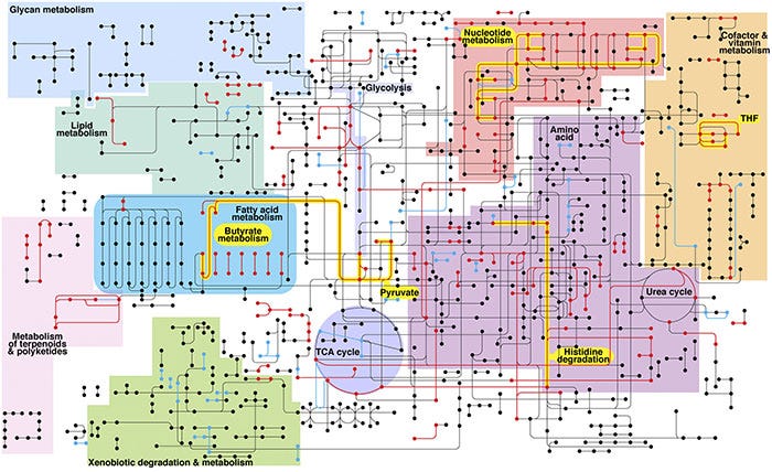 metabolic network of the diseased periodontal microbiome