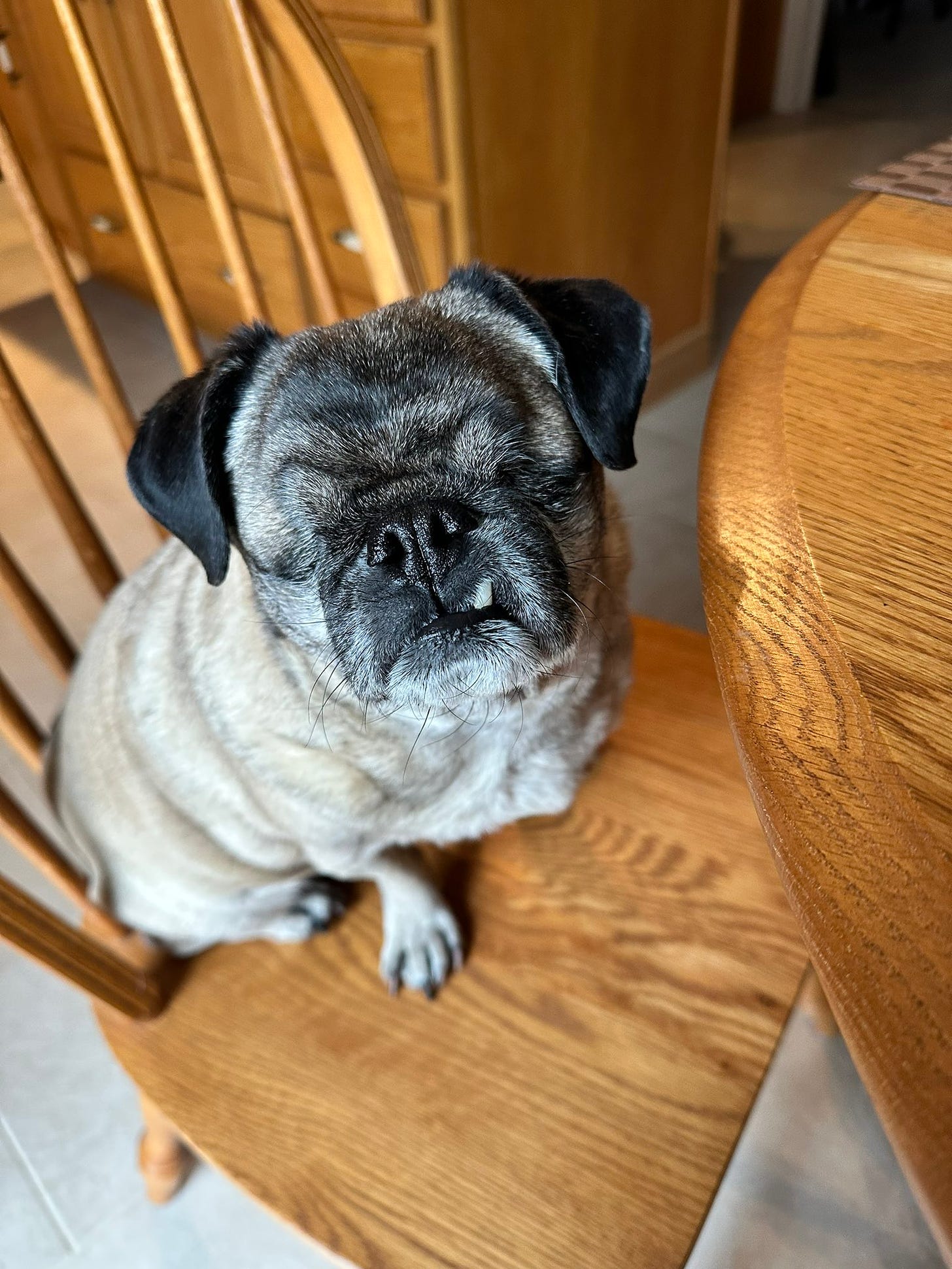 Photo of a charming little pug with no eyes sitting in a chair.