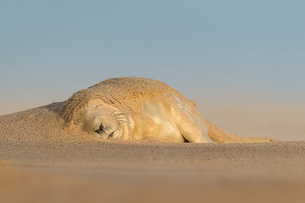 seal pup asleep in the sand best wildlife photos 