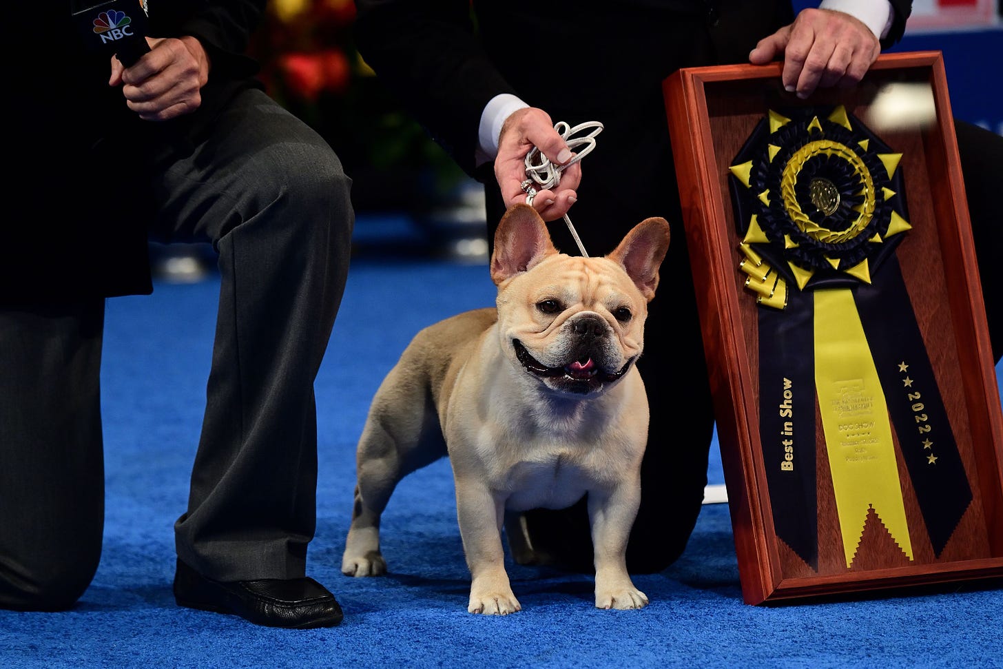 Image: Winston, the French bulldog who won the National Dog Show, with his ribbon