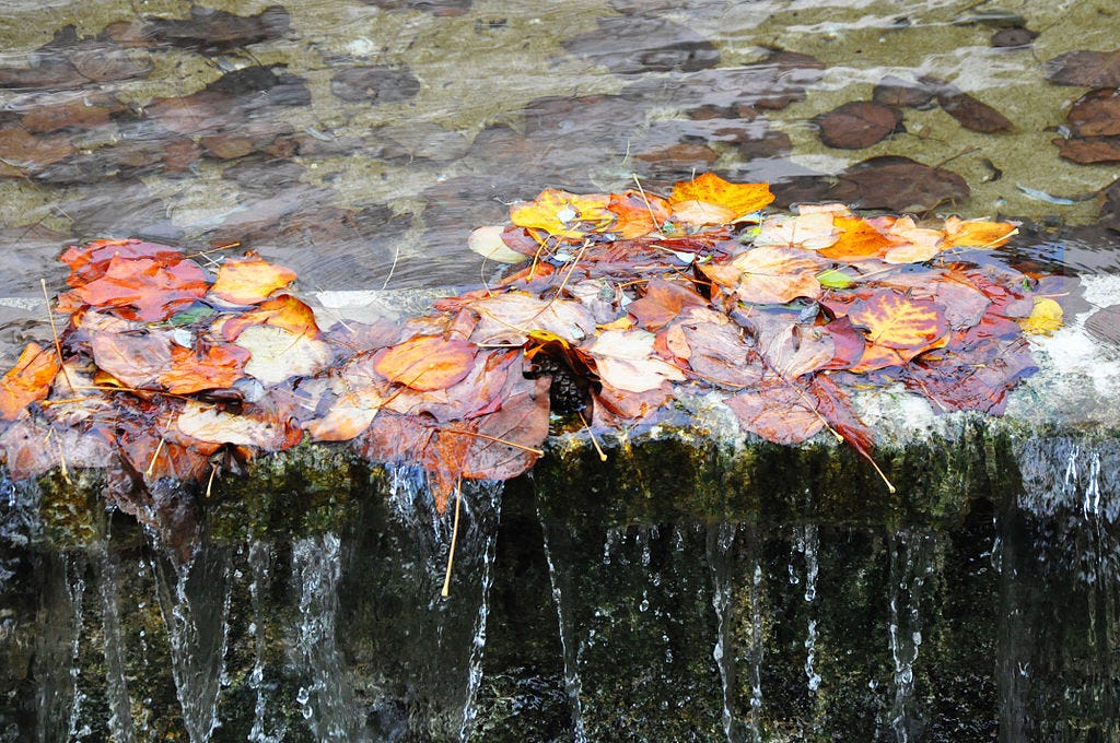 Falling Leaves in a Stream