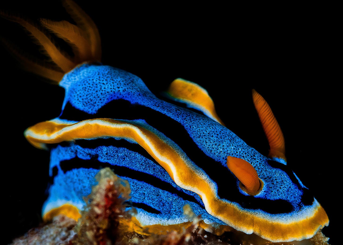 Chromodoris annae nudibranch