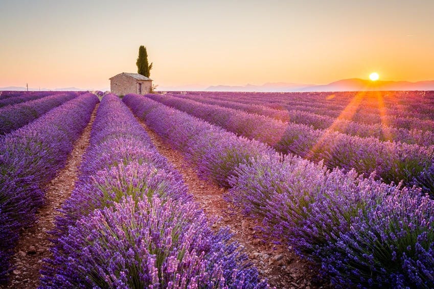Provence lavender fields: flowering, locations - PARISCityVISION