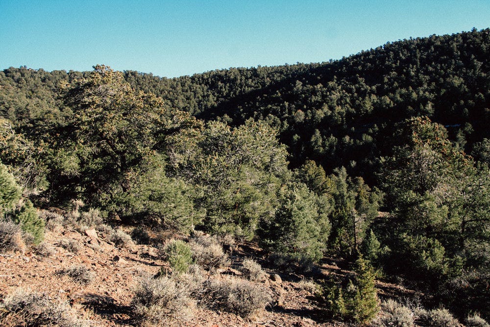 Juniper Piñon woodland, Nevada. 2017.