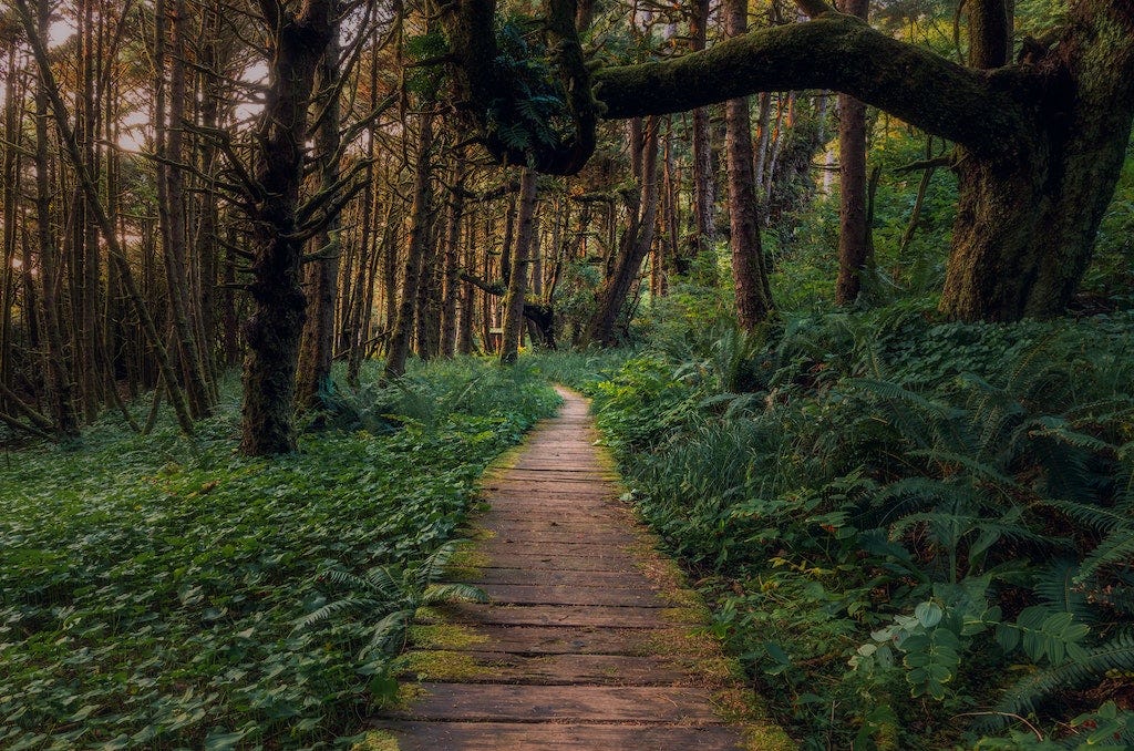 A winding forest path