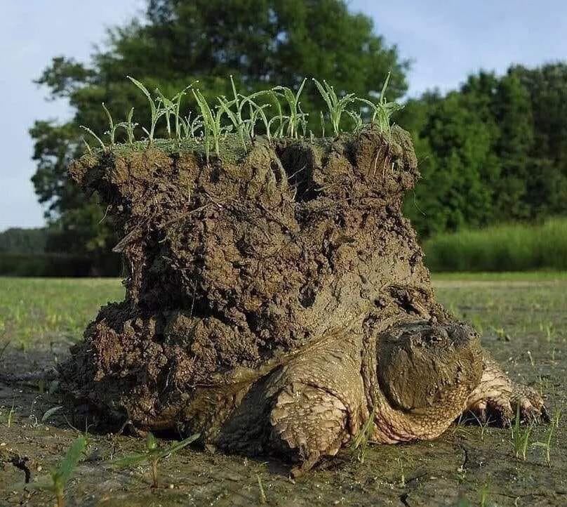 a tortoise with a foot of earth on its back