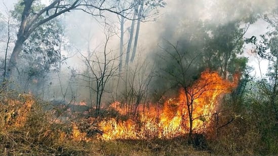 Compared to 172 hectares last year, over 1290 hectares of forest land got affected by forest fires this year.(ANI file photo)
