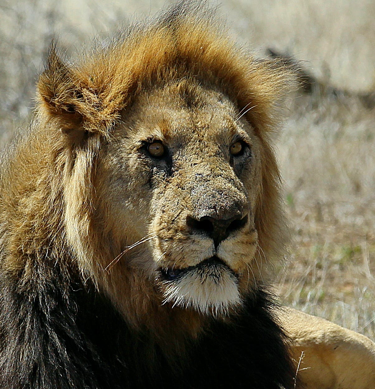 Male lion headshot