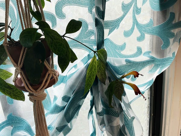My lipstick plant put out two flowers recently! 😍