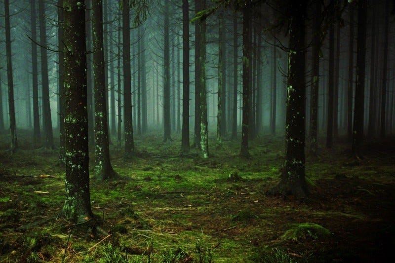 Deep dark forest.