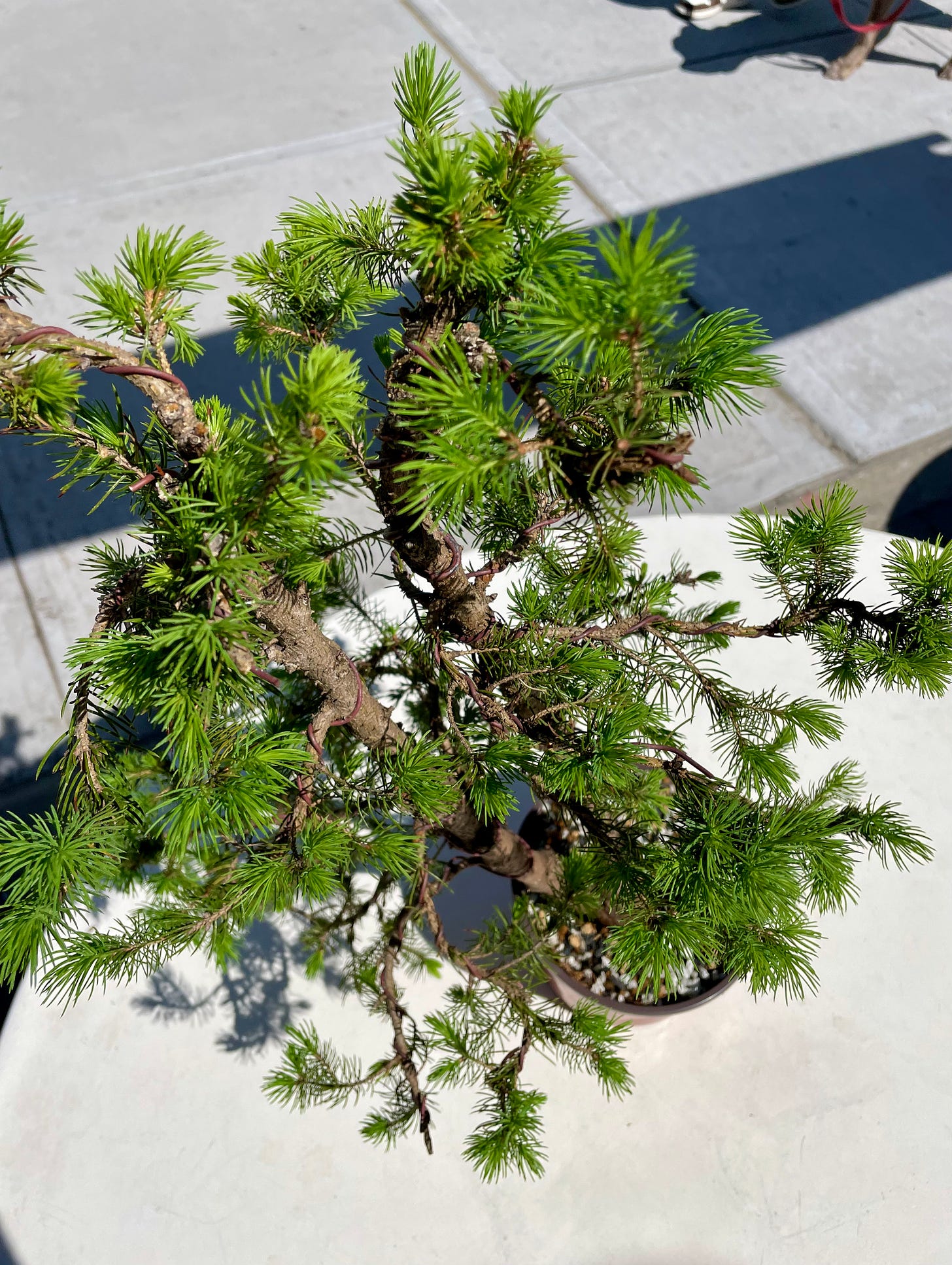 ID: Photo of repotted spruce tree from above