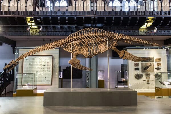 The skeleton of a plesiosaur on display at the Hunterian Museum at the University of Glasgow in Scotland.