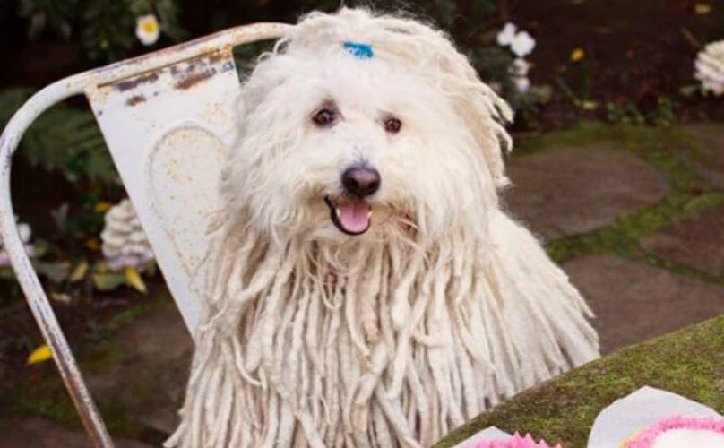 Mark Zuckerberg's Dog, A Mop Look-Alike Named Beast, Is A Stunning Beauty  In His Own Right - BarkPost