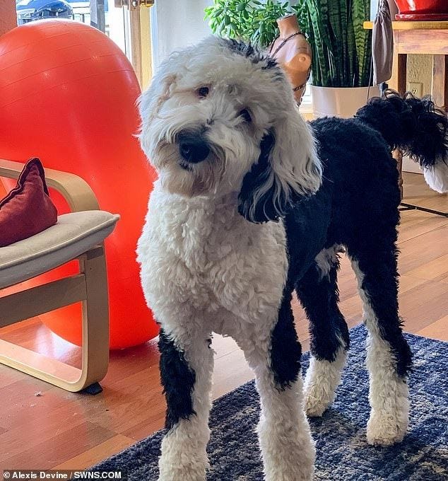 The dog who really can 'talk': Bunny the sheepadoodle presses but