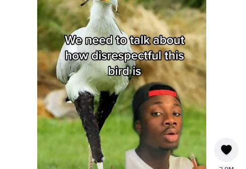 TikTok user mndiaye_97 explaining just how disrespectful the Secretary Bird is. Which, to be fair, I would also be, if I had those eyelashes. The bird’s, that is.