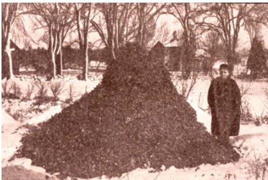 sepia photograph of bundled child standing in a snow-covered field with pile of dead caterpillars as tall as he is. 