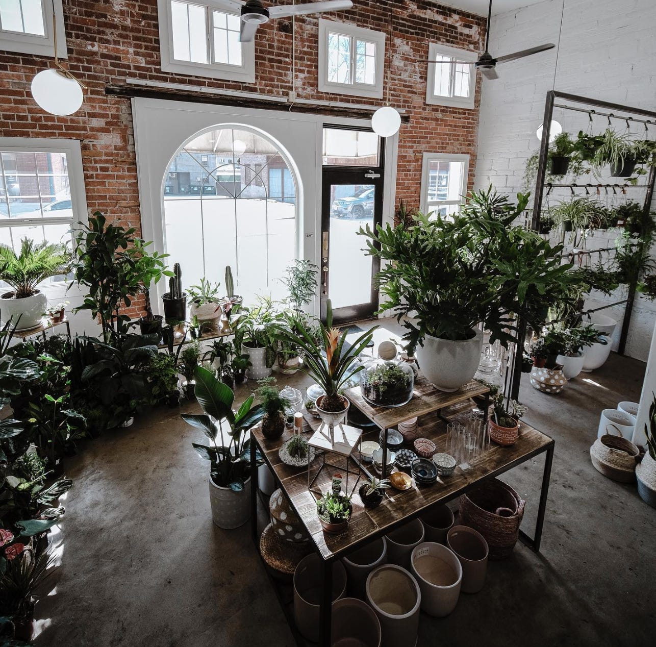 An interior photo of the entry to a plant shop looking out towards a brick wall with white windows that overlook the street. Lots of green plants in pots are hanging from rails, in pots on tables and linking the floor. Some cactus are silhouetted in front of an arched picture window to the left of the front door which stands out in a black frame.