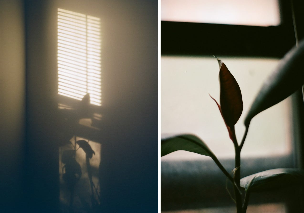 Left photo of light and shadow on wall. Right photo of a new leaf on a rubber tree plant.
