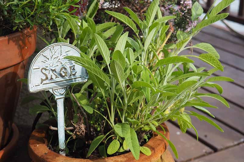 Sage in ceramic pots 
https://gardenerspath.com/plants/herbs/container-growing/