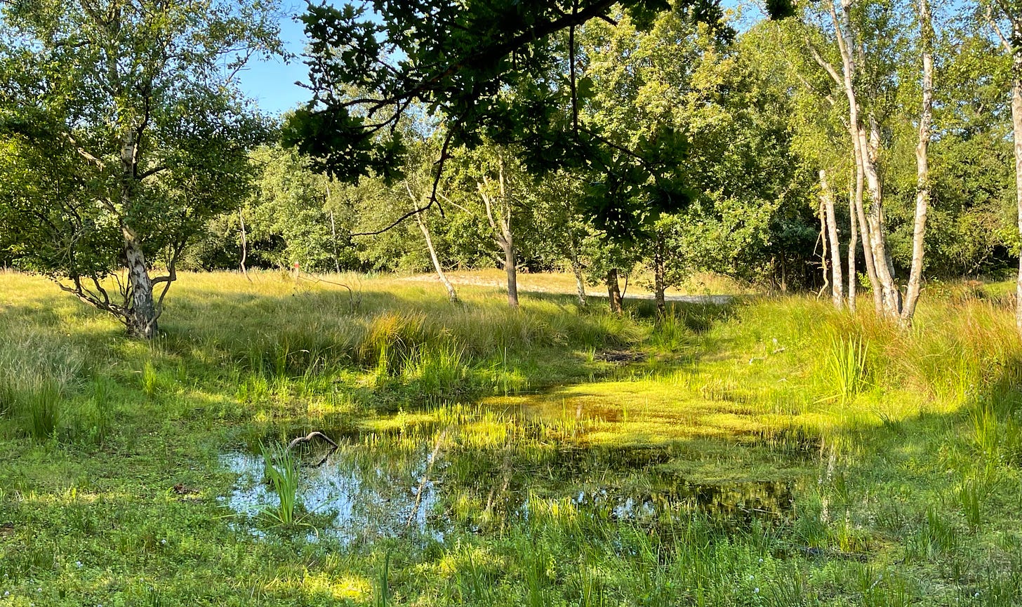 small pond in the Zeepeduinen dunes in the Netherlands, photo by Alexander Verbeek for The Planet newsletter on resilience and world water week