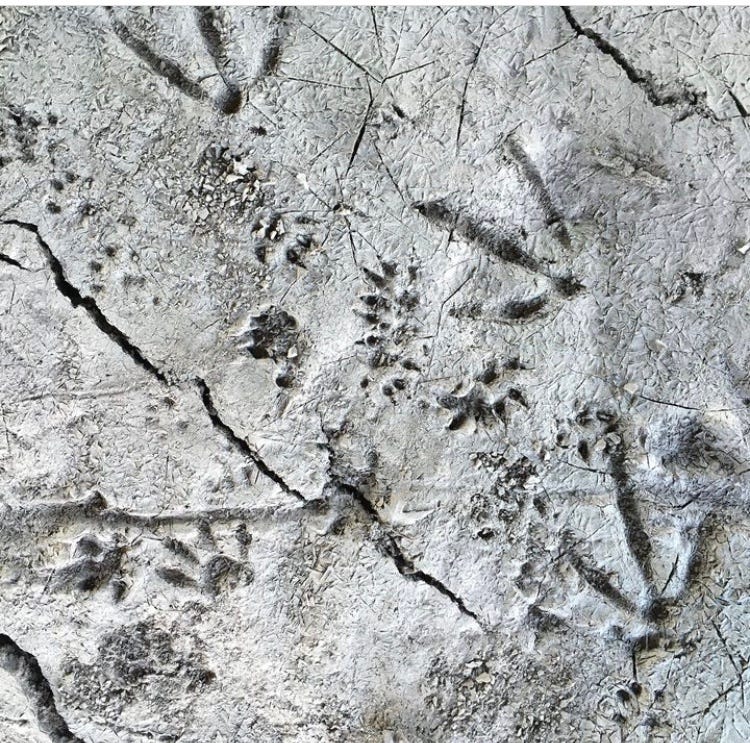 unidentified animal tracks in the frozen ground, likely raccoon and turkey tracks