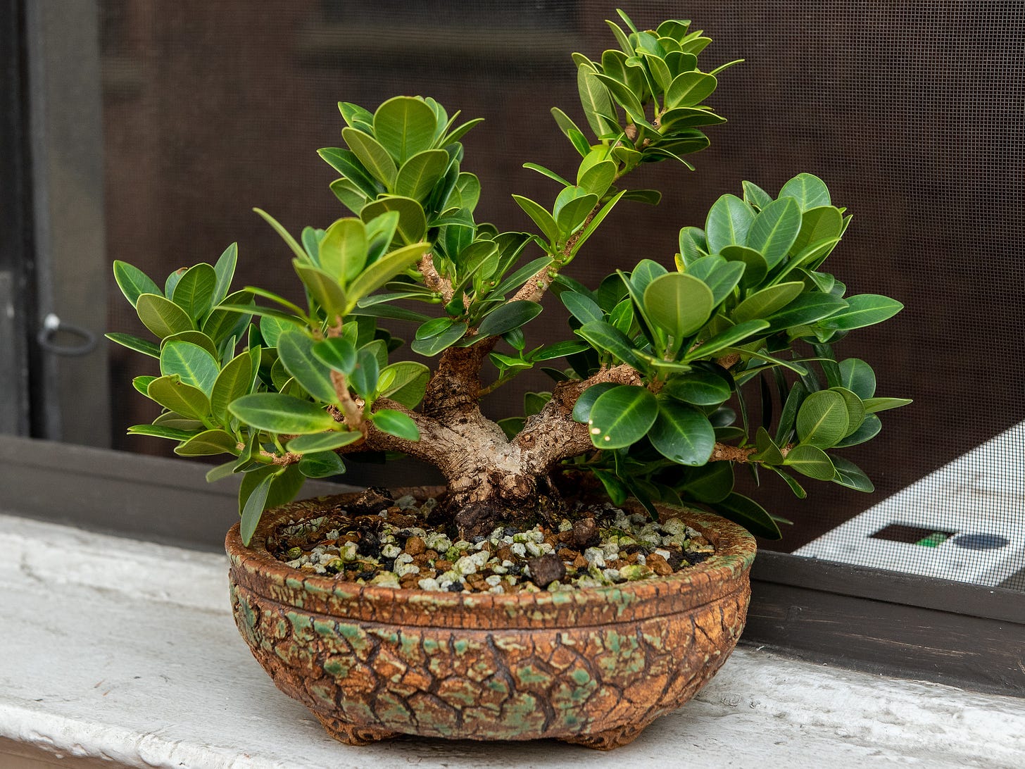 ID: Full, bushy, squat ficus in a brown crackled circular clay bonsai pot, on my windowsill